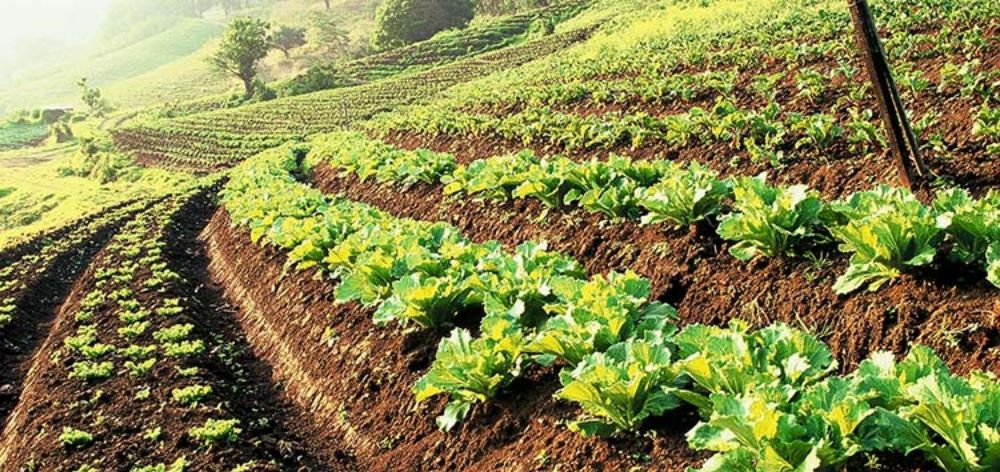 sistemas agricolas ganaderos